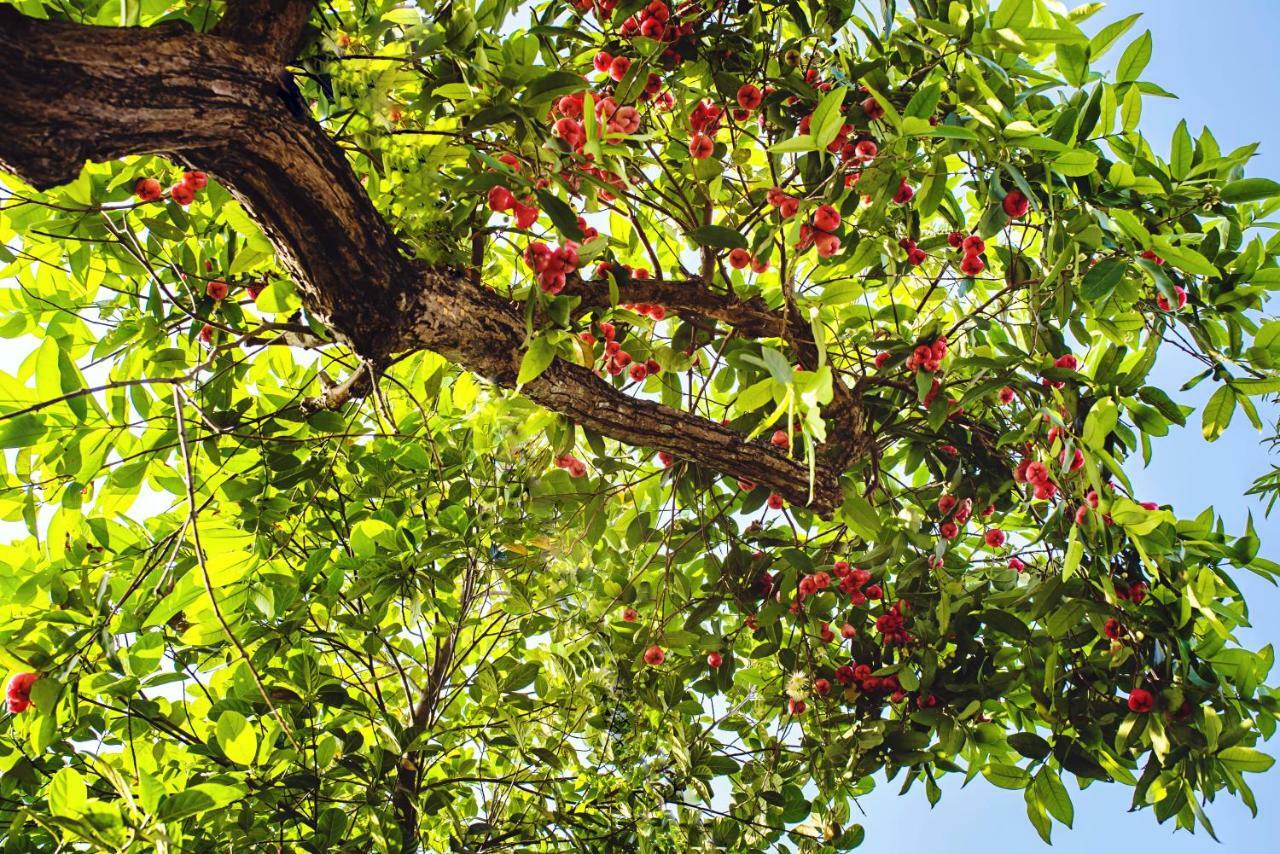 Riverside Plum Garden Villa Hoi An Exteriör bild